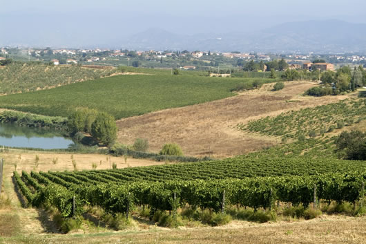 Strada dell'Olio e del Vino del Montalbano - Le Colline di Leonardo